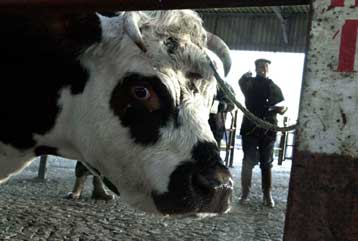 Κανένα πρόβλημα στην Ελλάδα από τις «τρελές αγελάδες», σύμφωνα με το υπουργείο Γεωργίας