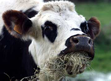 Στη σύσταση υπουργικής επιτροπής για το θέμα των «τρελών αγελάδων» προχώρησε η κυβέρνηση