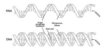 Στοιχεία για την προέλευση της ζωής ίσως προσφέρει το νέο μόριο που δημιουργήθηκε στο εργαστήριο
