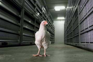 Ύποπτα κρίνει η ΕΕ τα γαλακτοκομικά προϊόντα και τα πουλερικά στην Ελλάδα