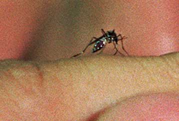 Στη μάχη κατά της ελονοσίας… τα κουνούπια