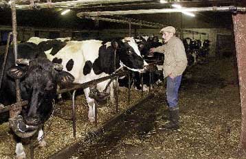 Aναβάλλεται η απόφαση για τις «τρελές αγελάδες»<i>Οι υπουργοί Γεωργίας των «15» θα λάβουν τις ορ