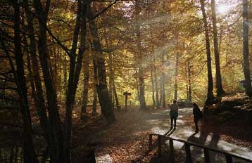 Εμμένει το ΠΑΣΟΚ στην αναθεώρηση του άρθρου 24 του Συντάγματος για τα δάση