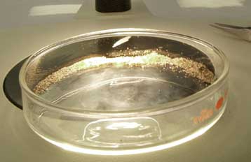 Αθάνατα κύτταρα δέρματος δημιουργήθηκαν τυχαία σε εργαστήριο