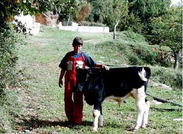 Kανένας ουσιαστικός έλεγχος στην Ελλάδα</i>