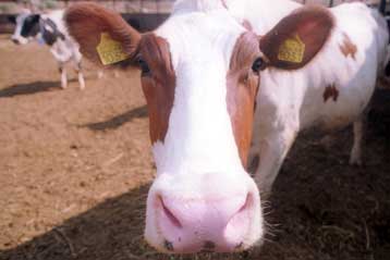 Μέτρα για την αντιμετώπιση της νόσου των «τρελών αγελάδων» εξετάζει η ΕΕ<i>Αγνωστο, προς το παρό