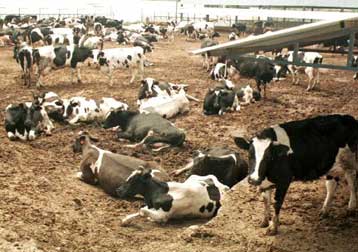 Εάν χρειαστεί, θα ληφθούν μέτρα κατά της νόσου των «τρελών αγελάδων» τονίζει το υπουργείο Γεωργίας