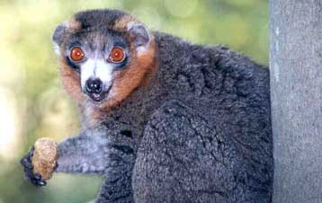 Ανακαλύφθηκαν νέα είδη πρωτευόντων θηλαστικών