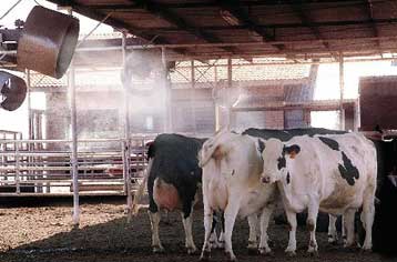 Αποσύρεται το βοδινό από σχολεία και της Ελβετίας</b><i>Εντατικούς ελέγχους και ψυχραιμία συνιστ