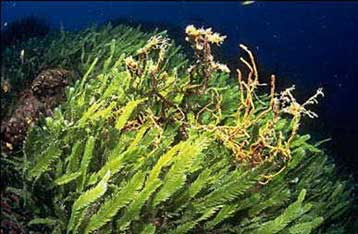 Φύκι «δολοφόνος», που πλήττει τη Μεσόγειο, εμφανίζεται και στην Καλιφόρνια