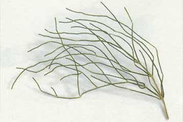 Επικίνδυνα τα σκευάσματα για την απώλεια βάρους, που περιέχουν εφεδρίνη