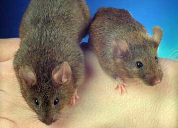 Νεκρός από λεπτοσπείρωση στην Κέρκυρα