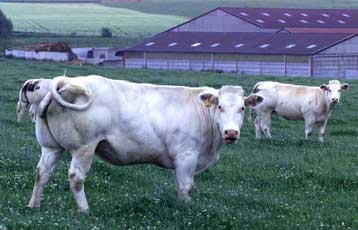 Η Γαλλία έτοιμη να απαγορεύσει τα ζωικά άλευρα λόγω της νόσου «των τρελών αγελάδων»