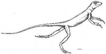 Η δίποδη βάδιση εμφανίστηκε πριν από τους δεινόσαυρους, αποκαλύπτει απολίθωμα