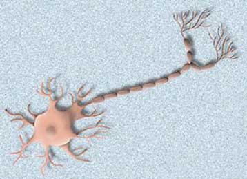 Επαναστατική ανακάλυψη επιτρέπει την αναγέννηση των νεύρων