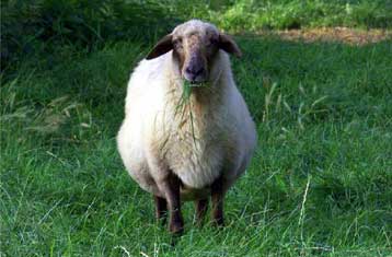 Ανθρώπινα κύτταρα επιζούν και διαφοροποιούνται μέσα σε πρόβατα