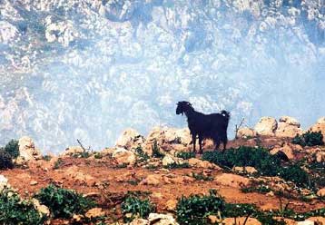 Εξακόσια εκατομμύρια δραχμές ζητά σε πρώτη φάση η Κομισιόν για τον Κουρουπητό