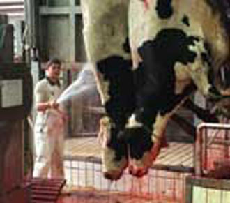 Κρατικά μέτρα και ατομικές προσπάθειες κατά των… τρελών αγελάδων