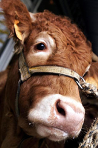 Έλεγχο όλων των βοοειδών «υψηλού κινδύνου» αποφάσισαν οι υπουργοί Γεωργίας της ΕΕ.