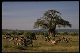 Αντιδράσεις στη δημιουργία διασυνοριακού Εθνικού Πάρκου στην περιοχή της νότιας Αφρικής