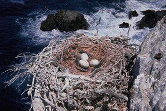 Διάσκεψη των Ηνωμένων Εθνών στο Γιοχάνεσμπουργκ για την απαγόρευση των τοξικών χημικών ουσιών