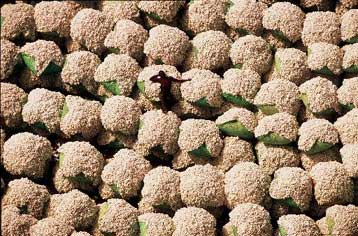 Η Ινδία επιτρέπει την καλλιέργεια γενετικά τροποποιημένων φυτών