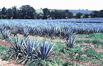 Στερεύει… η τεκίλα, προειδοποιούν οι παραγωγοί στο Μεξικό