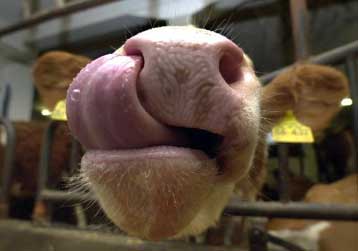 «Μαύρες» προβλέψεις για το 2001 από την Ισλανδία