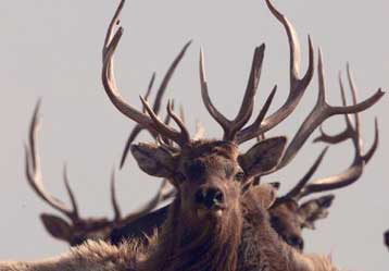 Με «τρελούς» ταράνδους φτάνει ο Αϊ-Βασίλης στον Καναδά