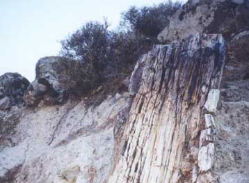 Ο μεγαλύτερος στον κόσμο απολιθωμένος κορμός δέντρου ανακαλύφθηκε στη Λέσβο