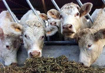 Απαγόρευσε η Ιαπωνία την εισαγωγή βοοειδών από την ΕΕ