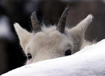 Γενετιστές σχεδιάζουν να κλωνοποιήσουν είδος αγριοκάτσικου που έχει εξαφανιστεί