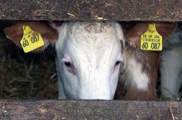 Υποψίες για ένα ακόμη κρούσμα της νόσου των «τρελών αγελάδων» στη Γερμανία