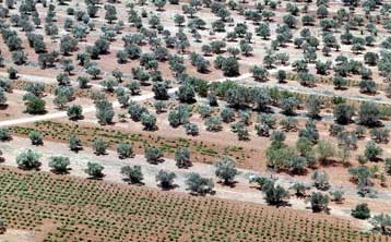 Για δύο χρόνια παρατείνει το ισχύον καθεστώς για τις επιδοτήσεις του λαδιού η Κομισιόν