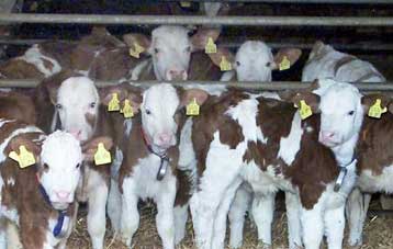 Έντονη ανησυχία για την εξάπλωση της νόσου των «τρελών αγελάδων» εκφράζει ο ΠΟΥ