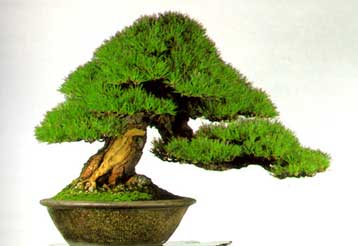 «Το μικρότερο δένδρο της Ευρώπης» στήνει ο ΣΥΝ στην πλατεία Κουμουνδούρου