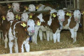 Πέντε πλέον τα κρούσματα της νόσου των τρελών αγελάδων στη Γερμανία