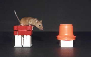 Εμβόλιο για τη νόσο του Αλτσχάιμερ δοκιμάζεται με επιτυχία σε ποντίκια