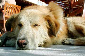 Ασυνείδητοι δηλητηριάζουν σκυλιά στις Σέρρες