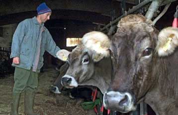 Πανικός στη Γερμανία μετά την επιβεβαίωση και τρίτου κρούσματος της νόσου των «τρελών αγελάδων»