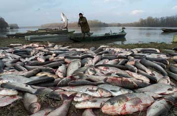 Νέος κίνδυνος για τους Ευρωπαίους καταναλωτές οι διοξίνες στα ψάρια