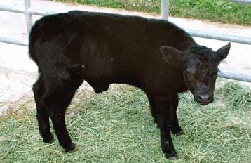 Σε καραντίνα βάζει η Γαλλία τους αιμοδότες που ενδέχεται να κατανάλωσαν μολυσμένο κρέας