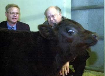 Κλωνοποιήθηκε ταύρος με ασυνήθιστη ανθεκτικότητα σε ασθένειες