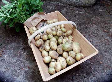 Γενετικά τροποποιημένη πατατιά φωσφορίζει όταν χρειάζεται πότισμα