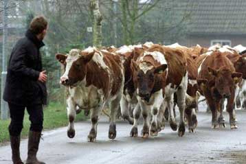 Επιβεβαιώθηκε το δεύτερο κρούσμα της νόσου των «τρελών αγελάδων» στη Γερμανία