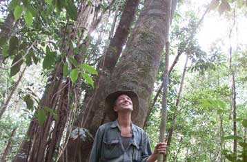 Δέντρο – ζωντανό απολίθωμα ανακαλύφθηκε στην Αυστραλία