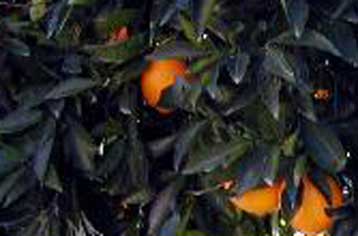 Η ασθένεια τριστέζα απειλεί με αφανισμό καλλιέργειες εσπεριδοειδών