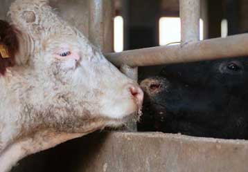 Με ανθρώπινο δυναμικό «οπλίζεται» το υπουργείο Γεωργίας για τη νόσο των «τρελών αγελάδων»