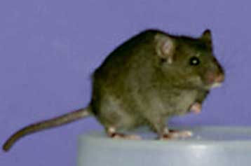 Η αλλεργία στα ποντίκια υπεύθυνη για την έξαρση του άσθματος στις μεγαλουπόλεις