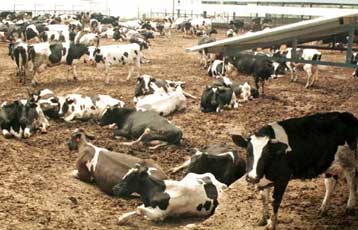 Σε κώμα η 57χρονη που παρουσιάζει συμπτώματα σπογγώδους εγκεφαλοπάθειας – «Ύποπτο» το διατροφικό της